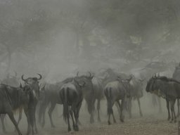 Western_Corridor_(Kirawira)2003-048